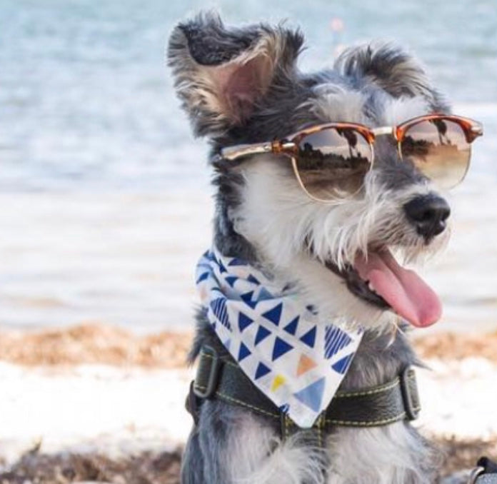 blande Studiet blødende Hvordan hjælper jeg bedst min hund på de varme sommerdage? – TheWoofPack.dk