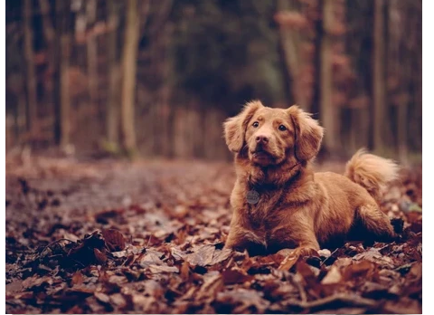 bedste ting til din hund og dig til efteråret! her – TheWoofPack.dk