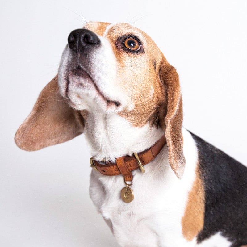 hundehalsbånd cloud7 hyde park cognac medium / cognac