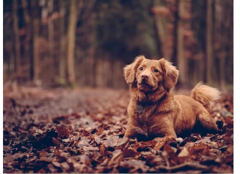 efterår hund - gåtur hund 