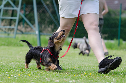 Kom til temaaften om positiv hundetræning