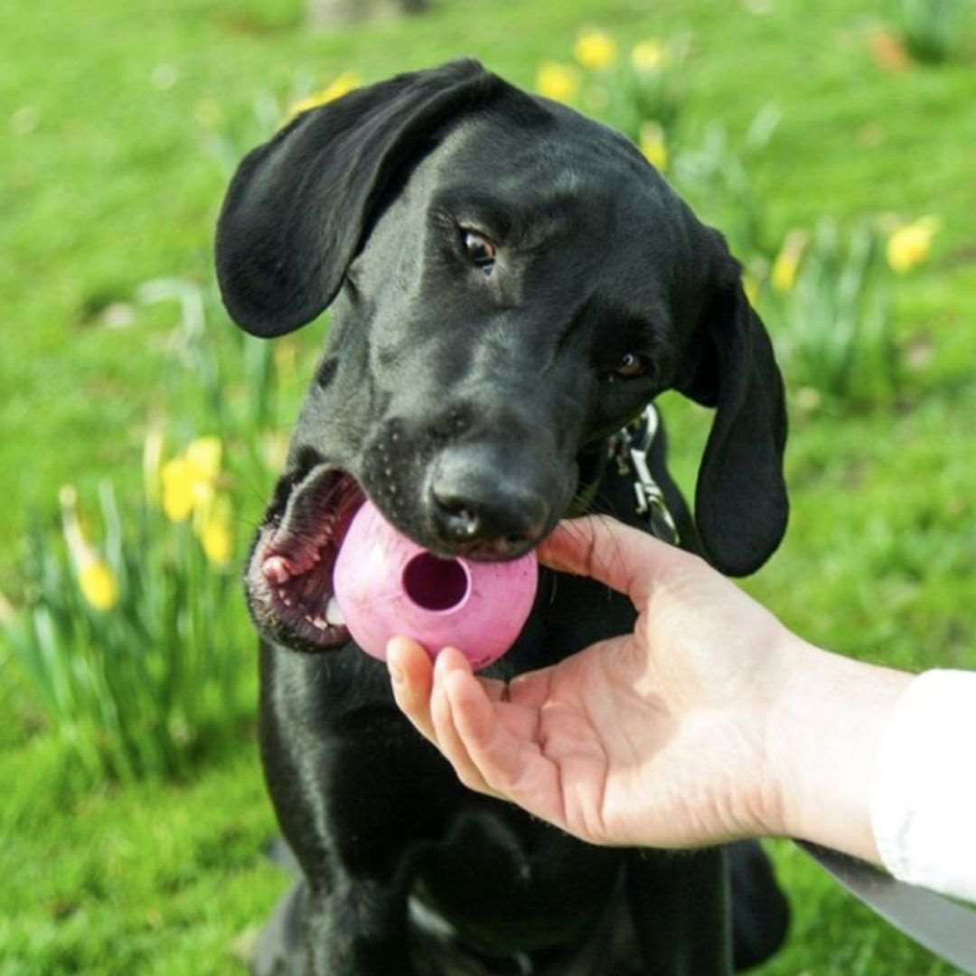 hundelegetøj aktivitetsbold naturgummi beco