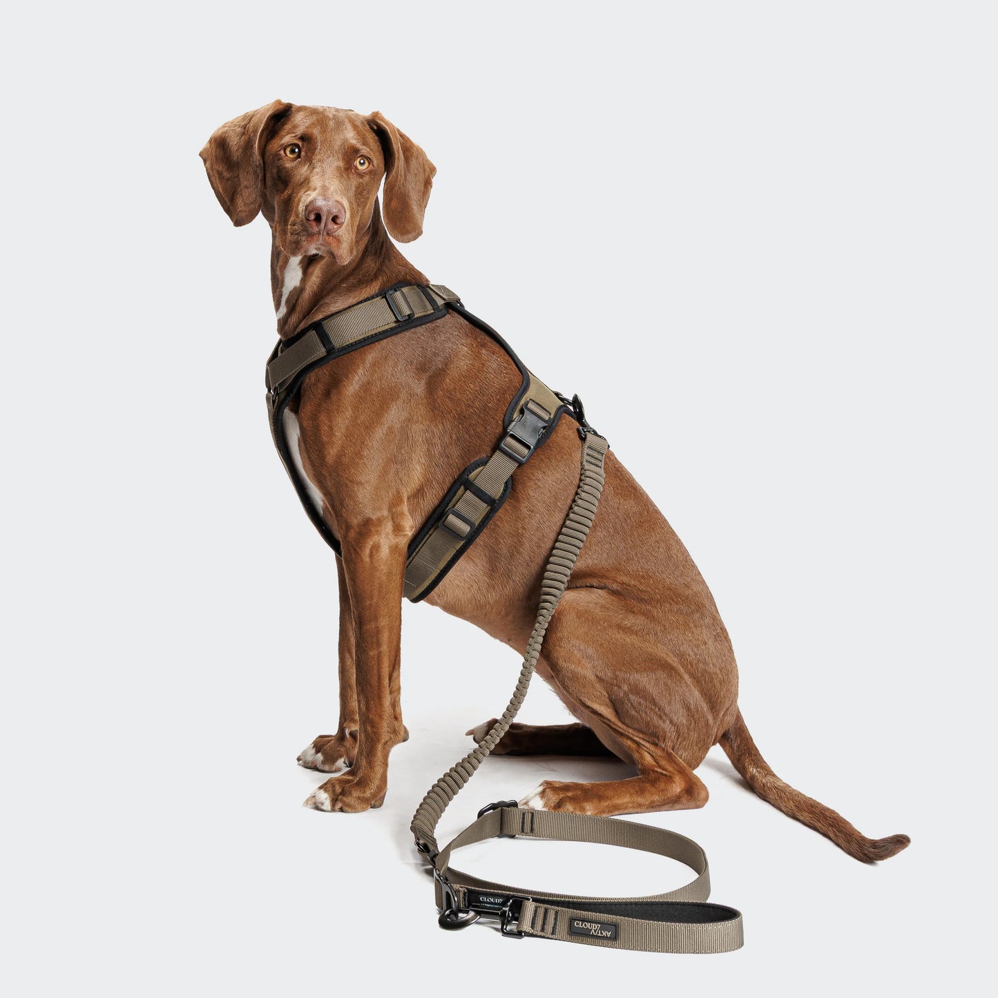 Cloud7 Hundesnor L-2 Joggingline AKTIV Olivengrøn