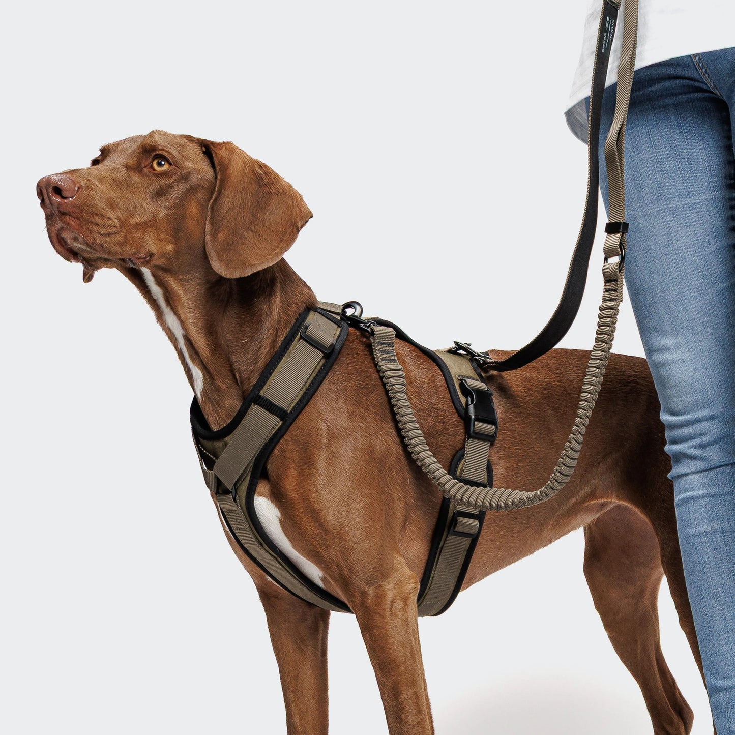 Cloud7 Hundesnor L-2 Joggingline AKTIV Olivengrøn