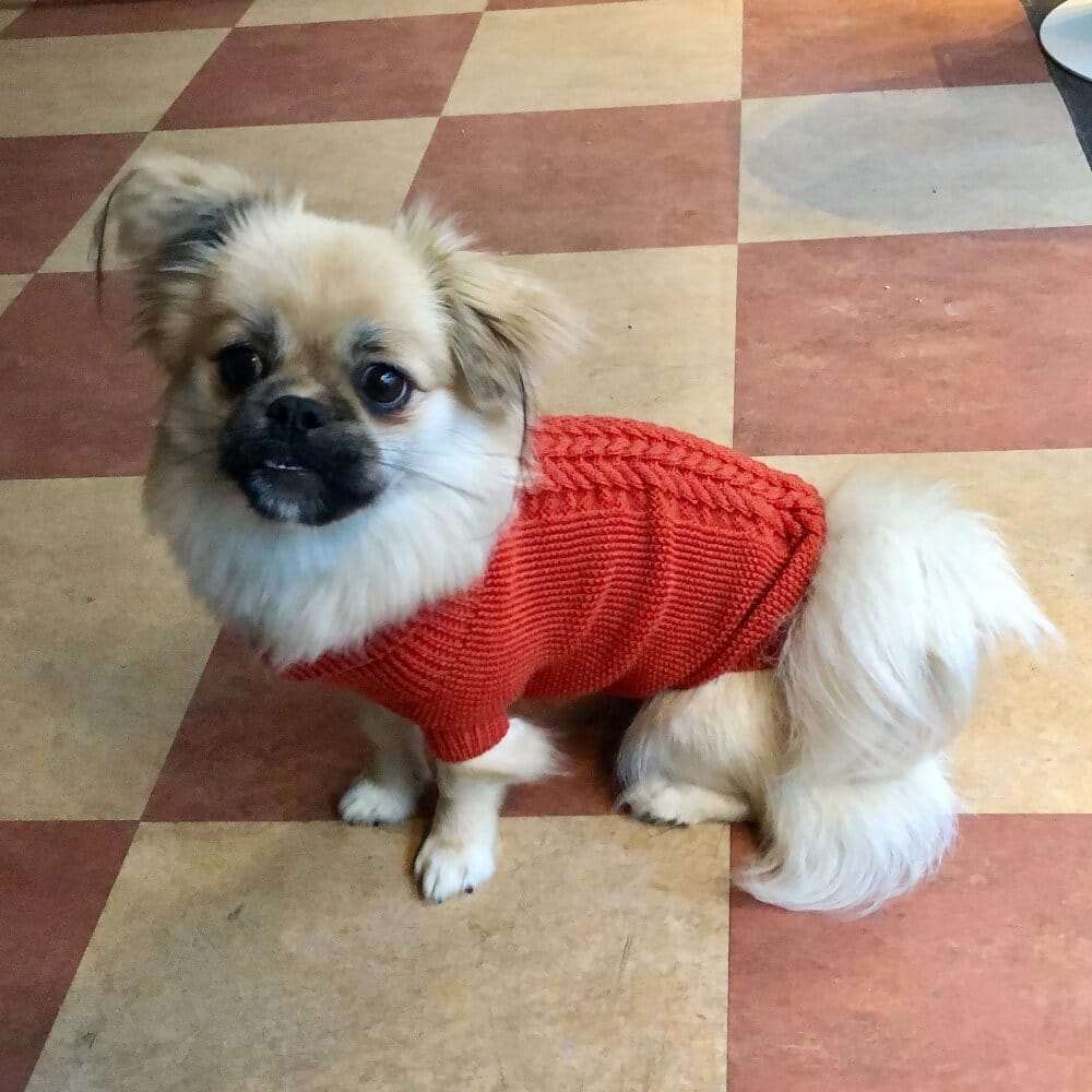 calimar hunde sweater brændt orange