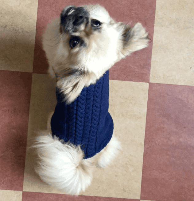 calimar hunde sweater blå