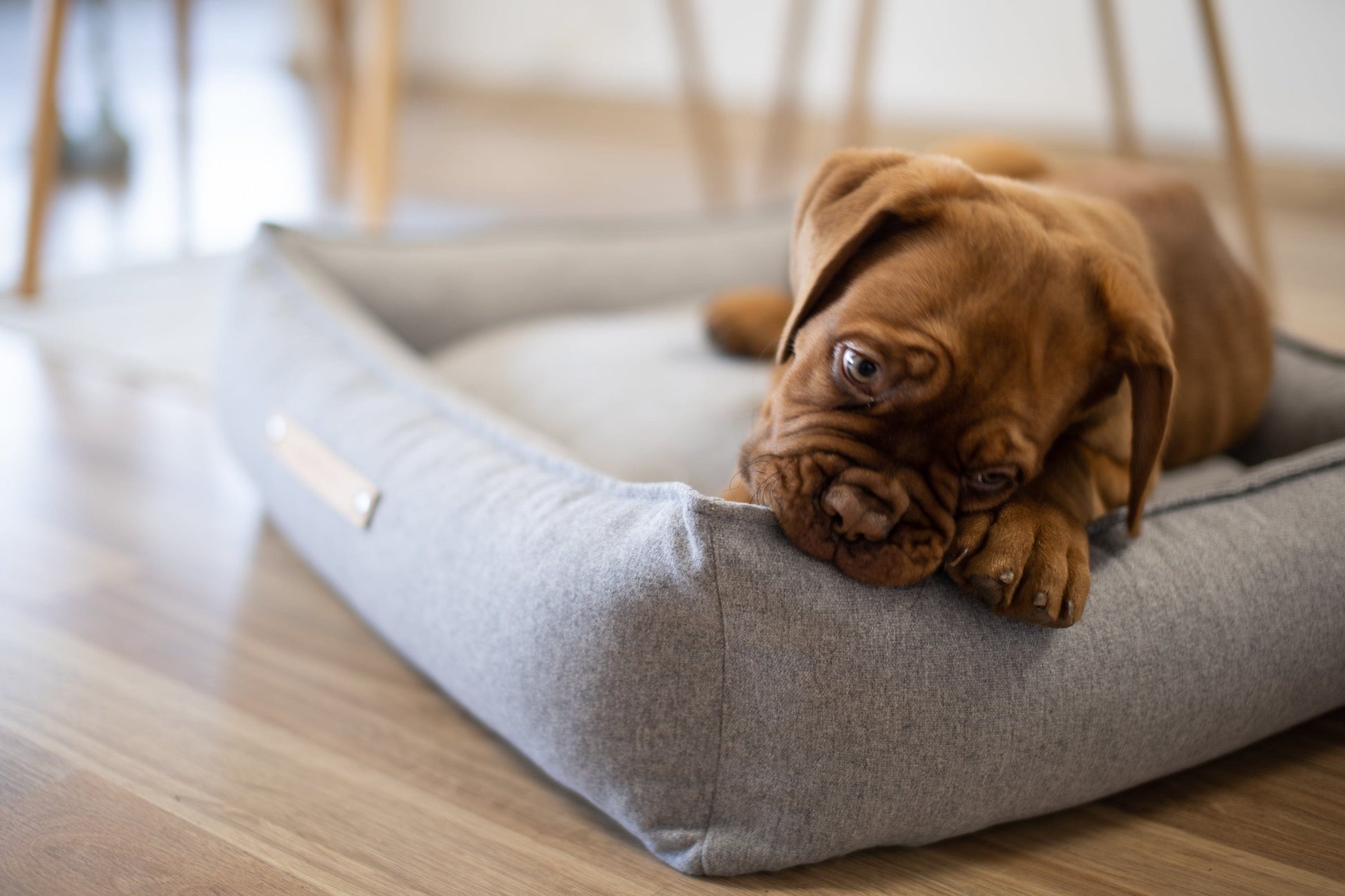 labbvenn hundeseng møvik bed mørk grå