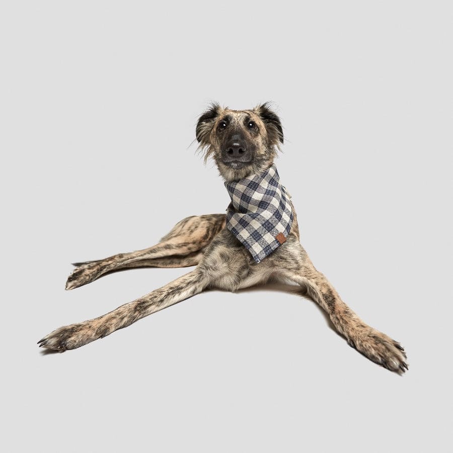 cloud7 bandana hund mørkeblå - beige