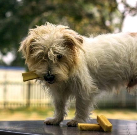 hundesnacks himalaya yakers tyggeben small