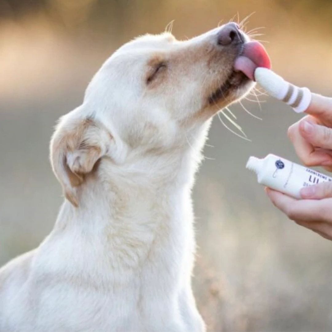 lila loves it naturlig hundetandpasta