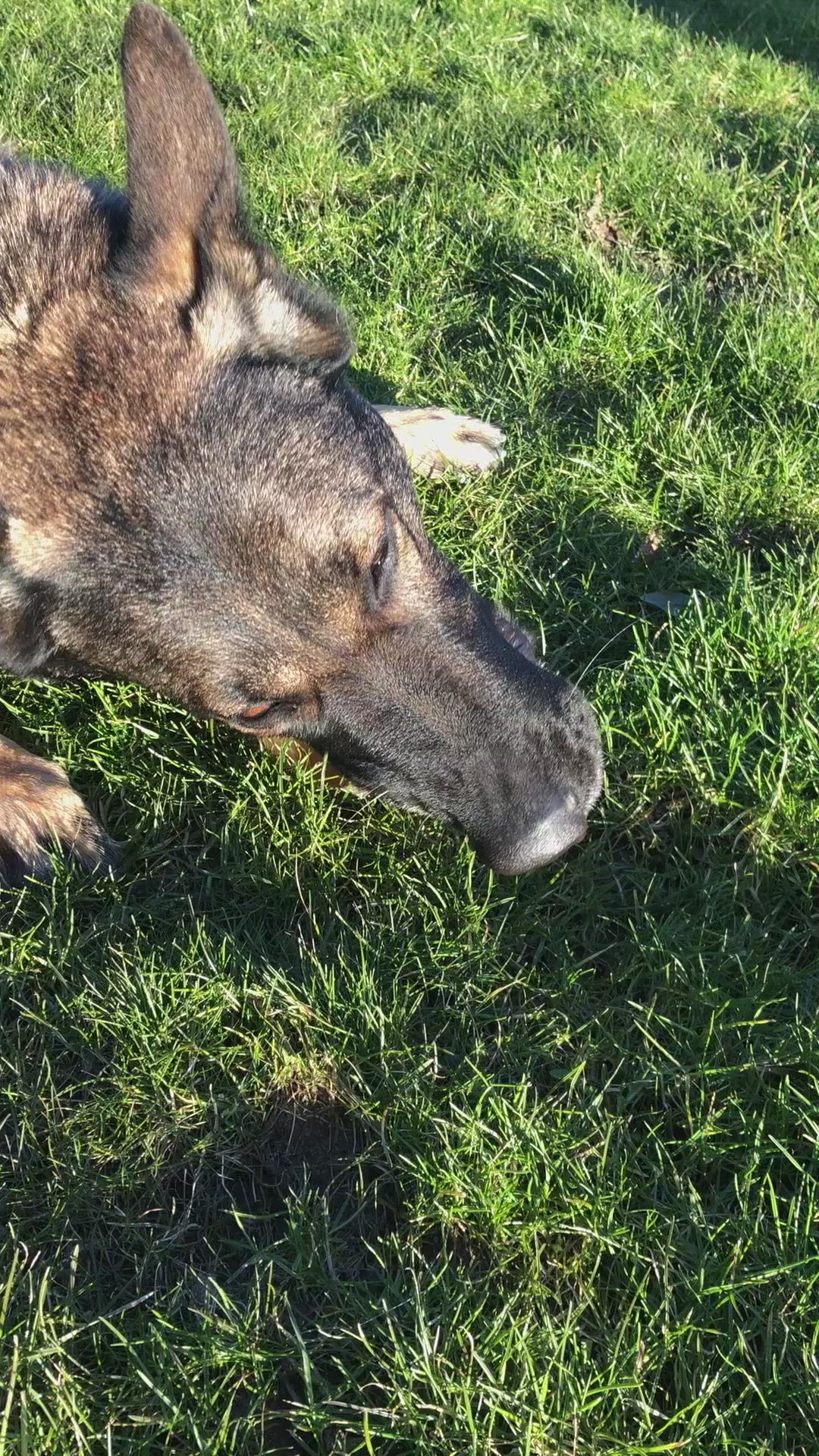 grå schæferhund tygger på en tørret okseklov