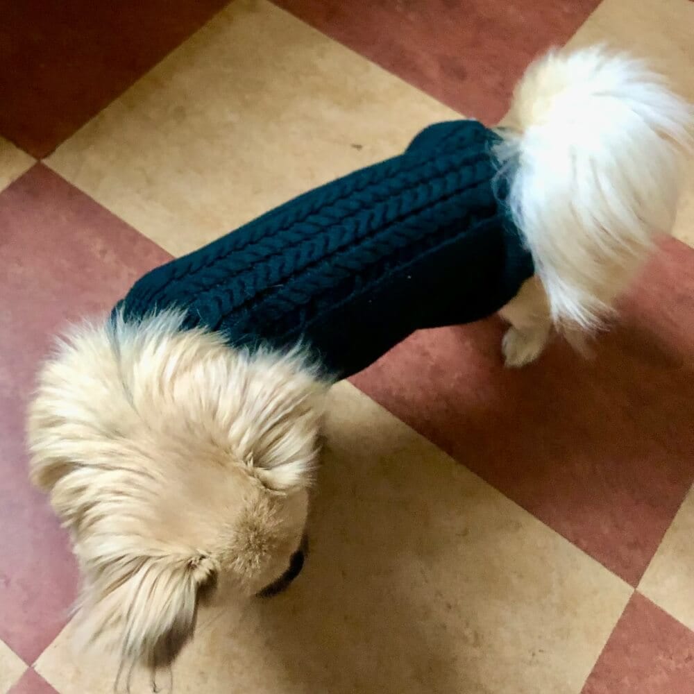 calimar hunde sweater grøn